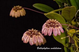 Bulbophyllum umbelatum1