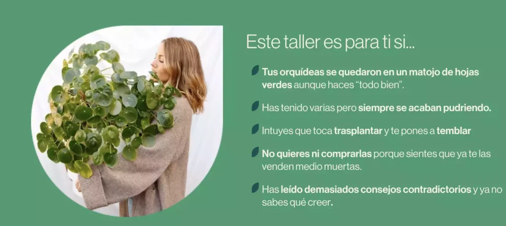 porque deberias de venir orquideas