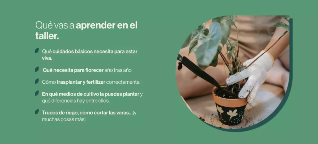 que vas a aprender Orquideas