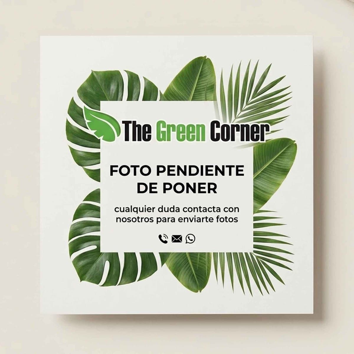 The Green Corner · foto pendiente