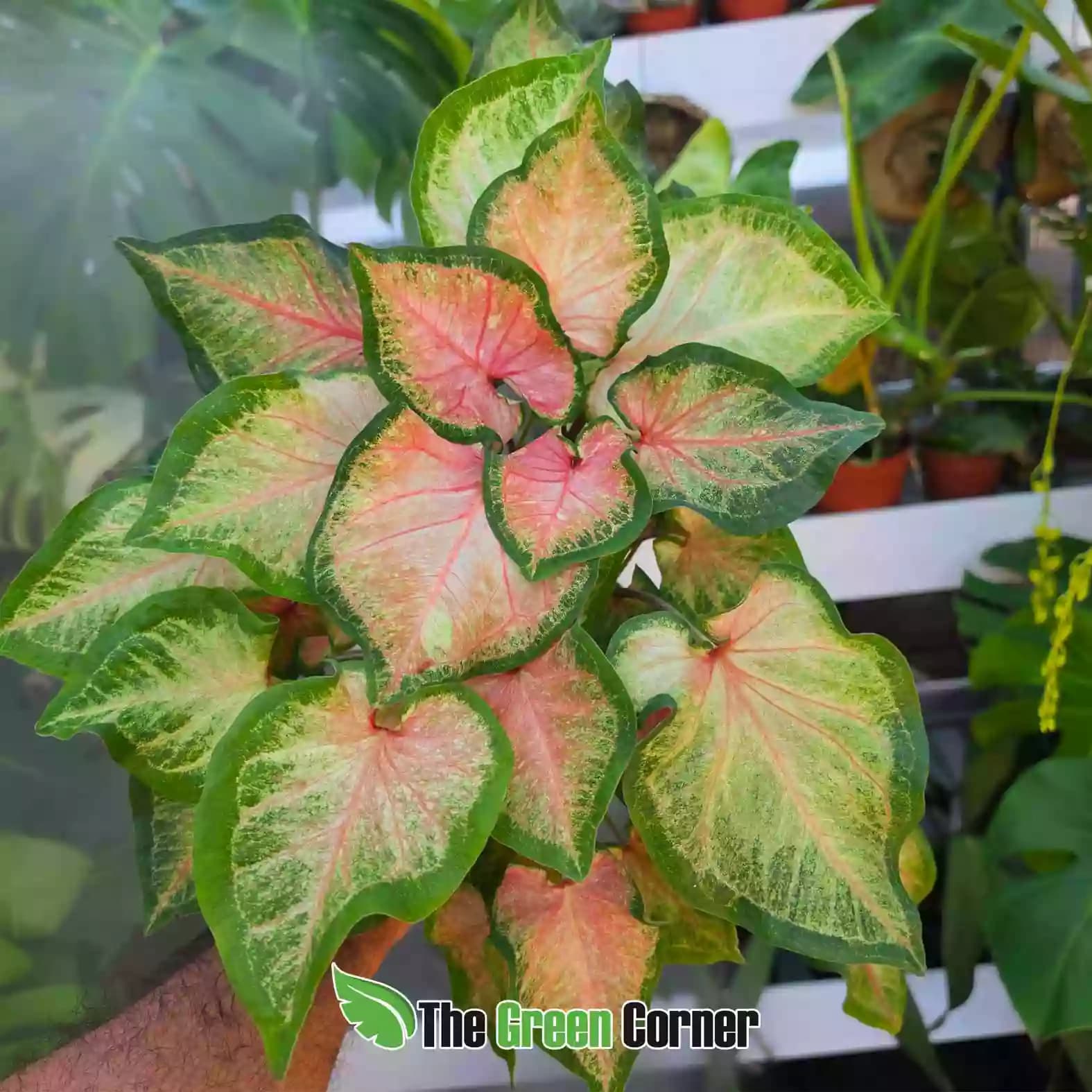 Caldium bicolor general