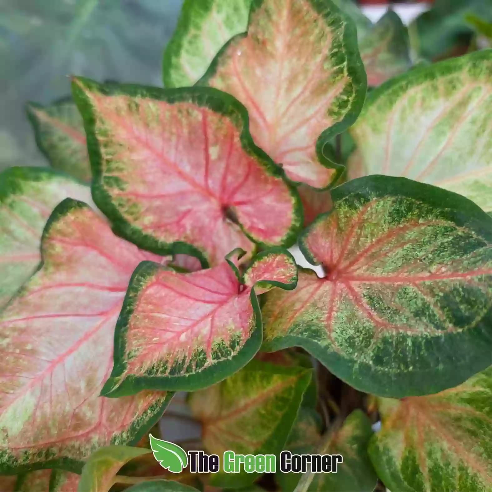 caladium bicolor detalle