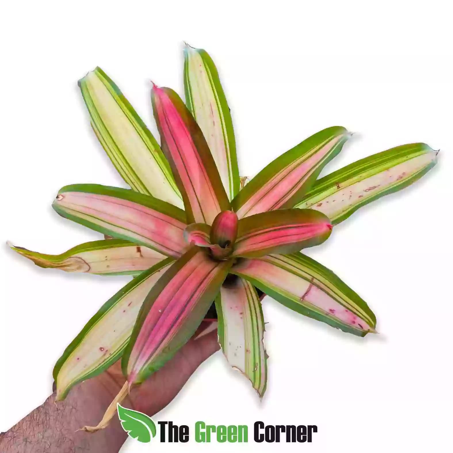neoregelia carolinae amarilla general