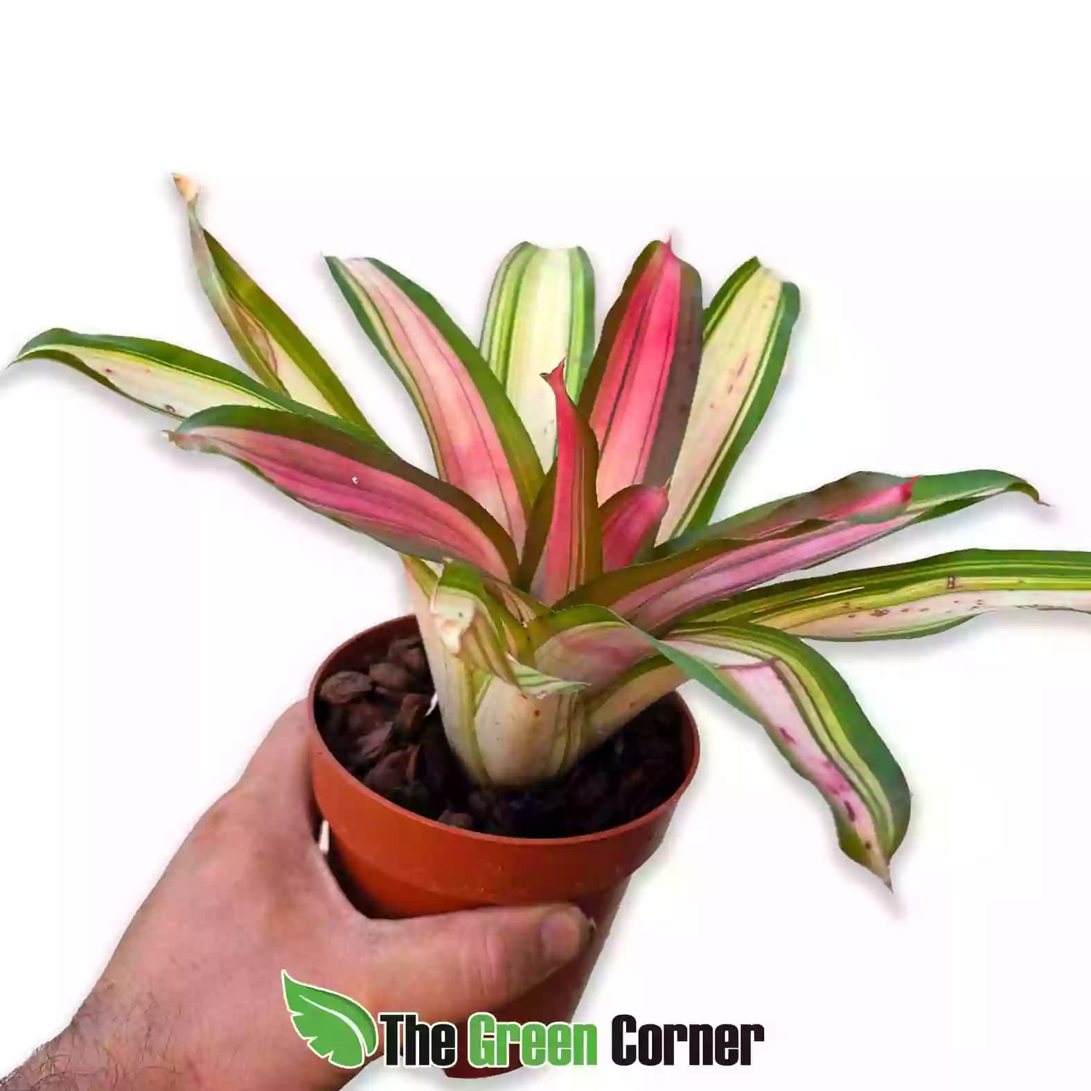 neoregelia carolinae amarilla lateral