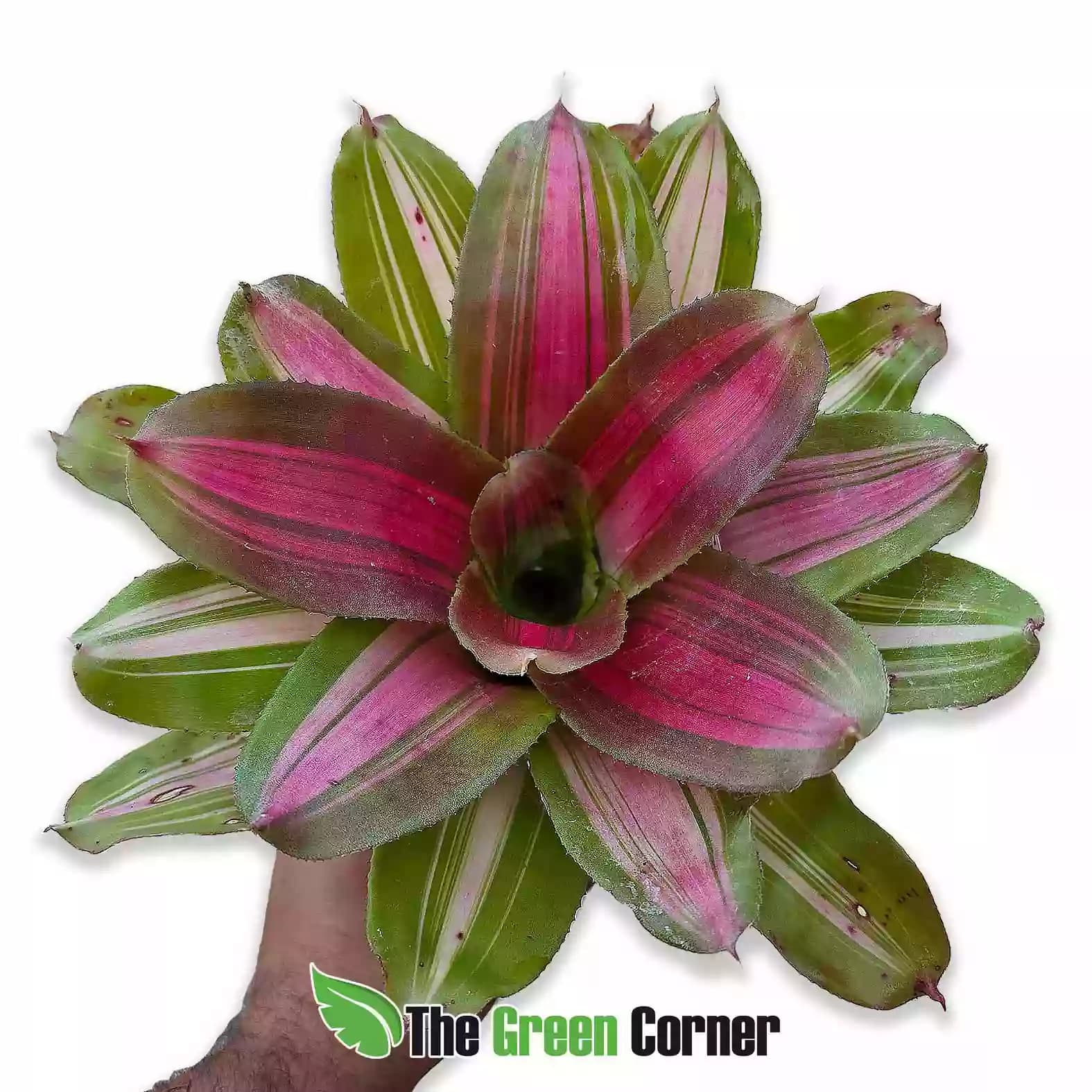 neoregelia cookie general