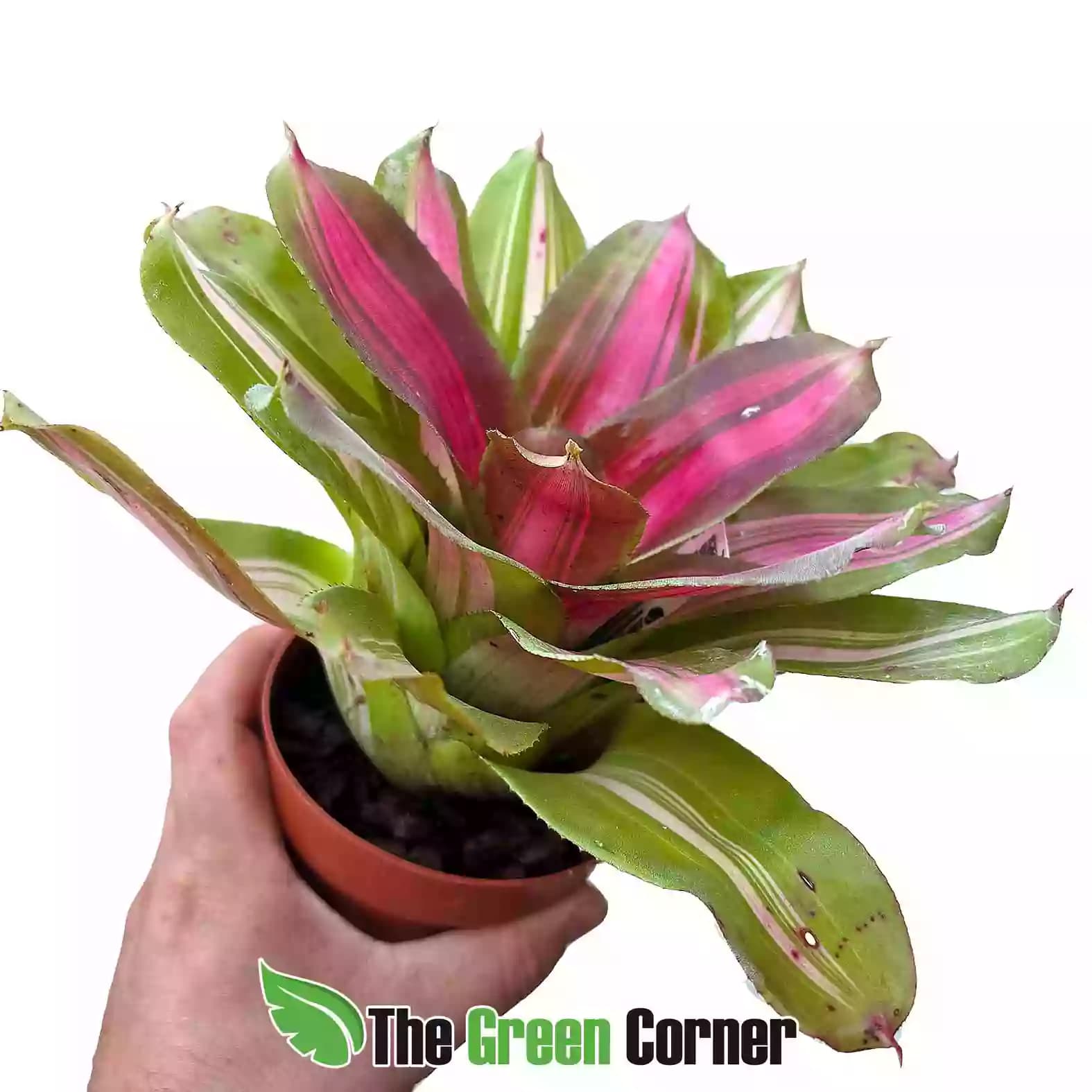 neoregelia cookie lateral