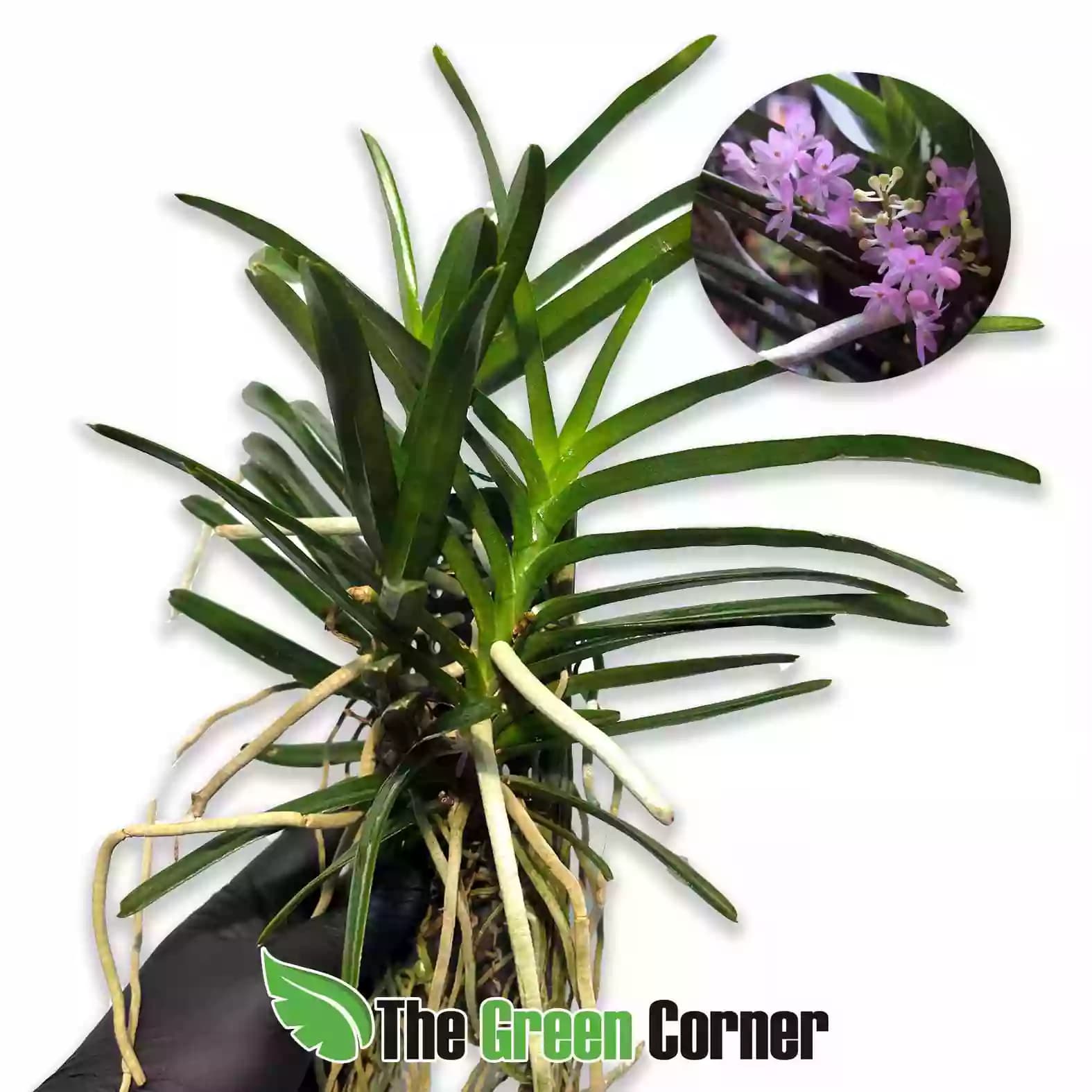 Ascocentrum ampullaceum × Vanda christensoniana general