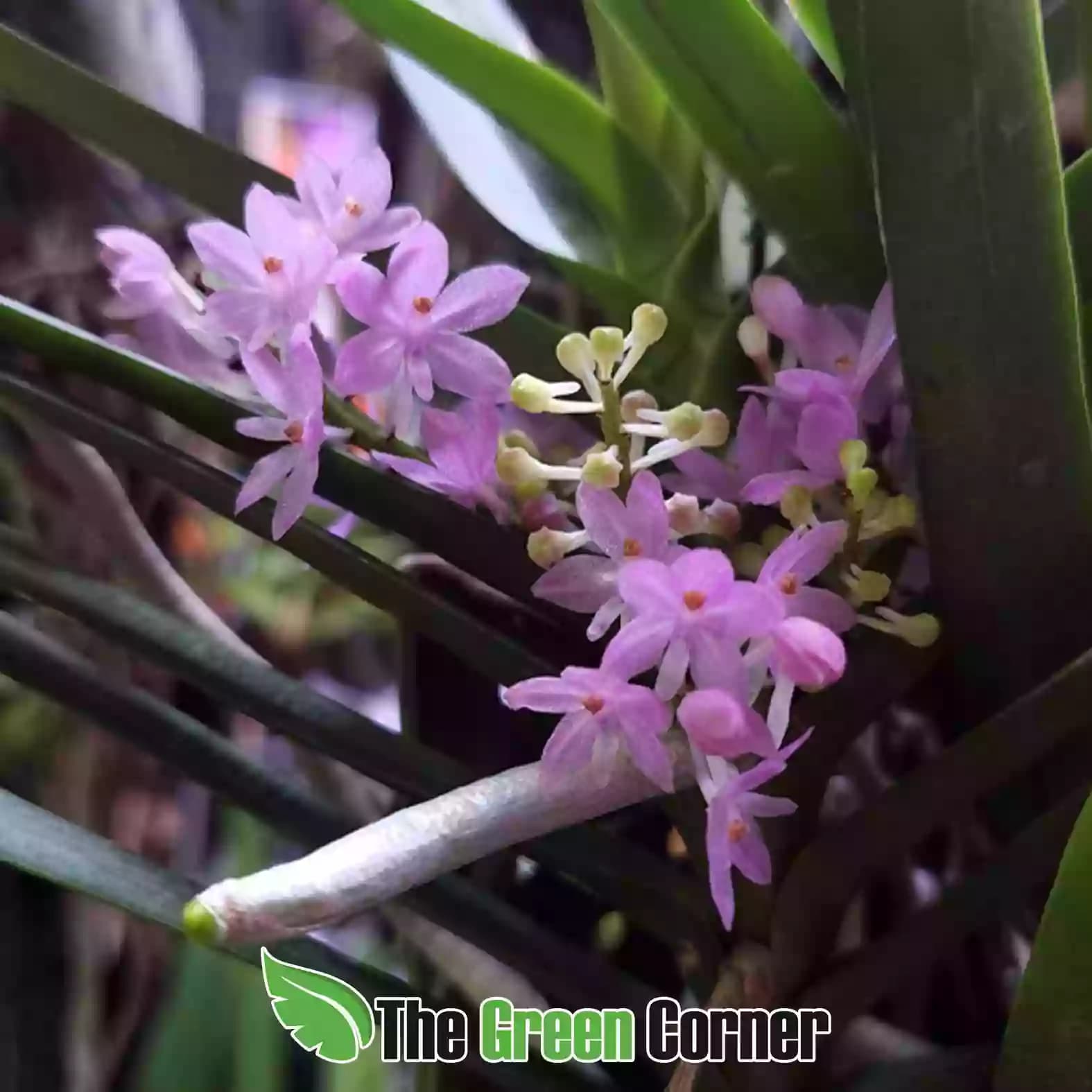 Ascocentrum ampullaceum × Vanda christensoniana detalle