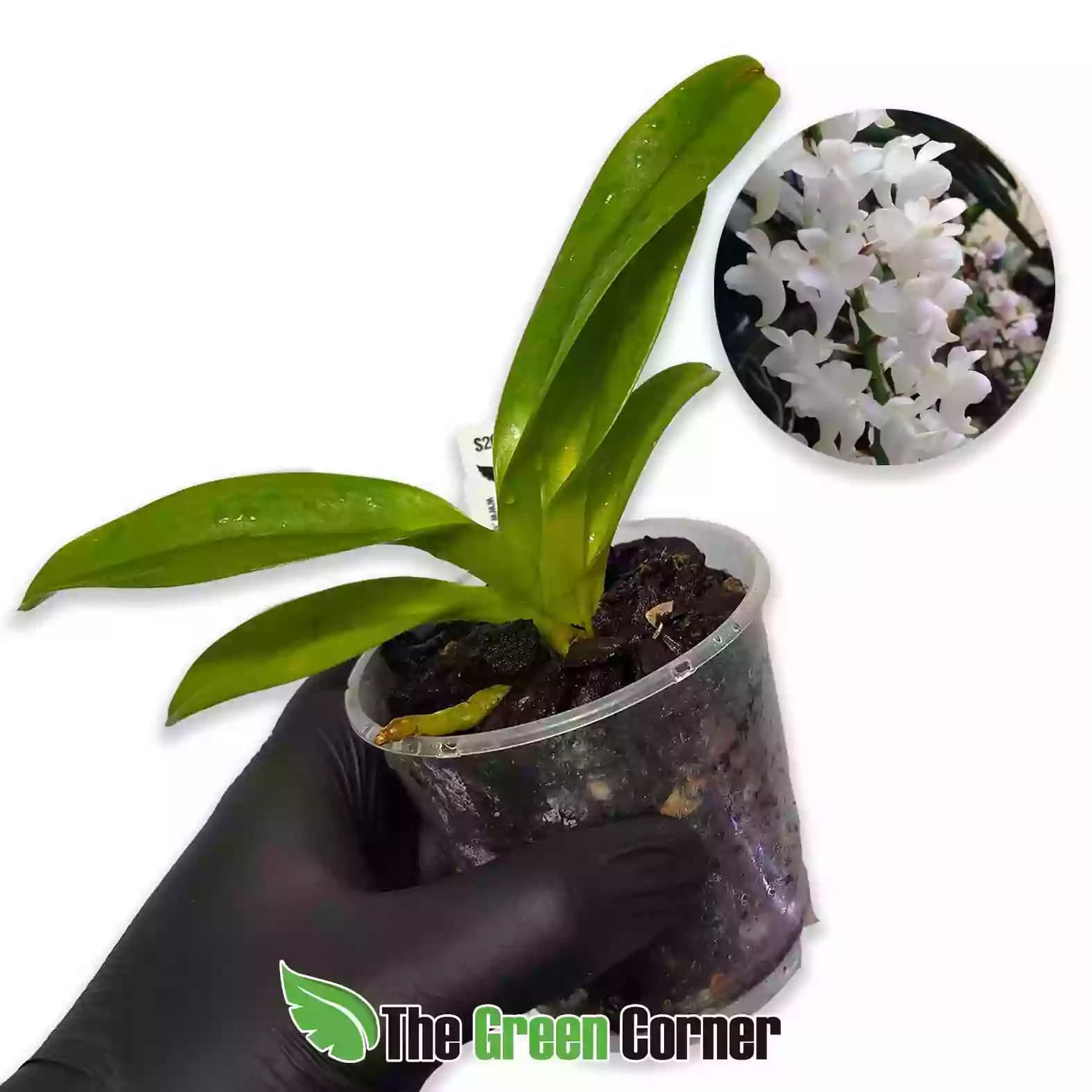 Aerides magnifica Alba
