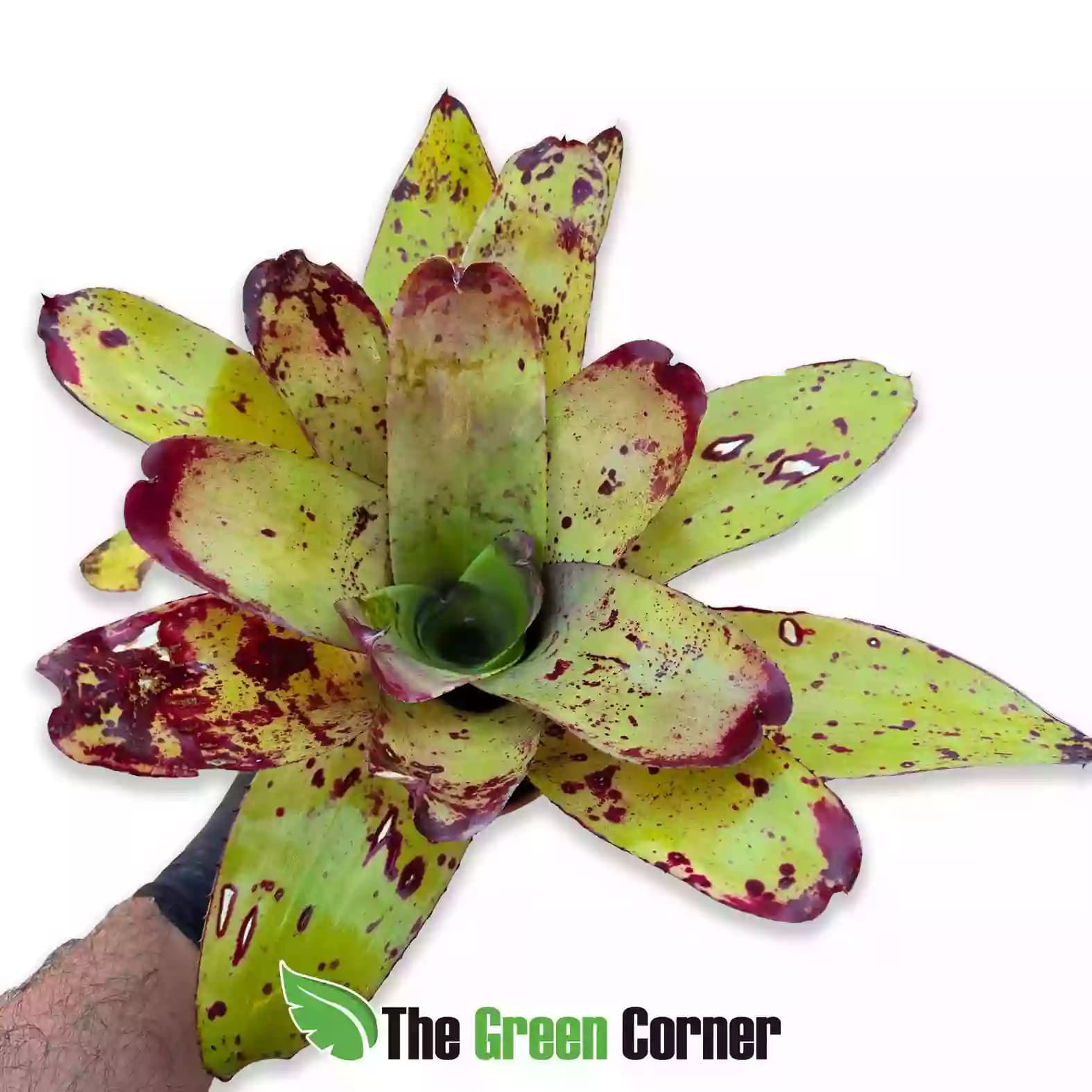 Neoregelia Chili con Carne