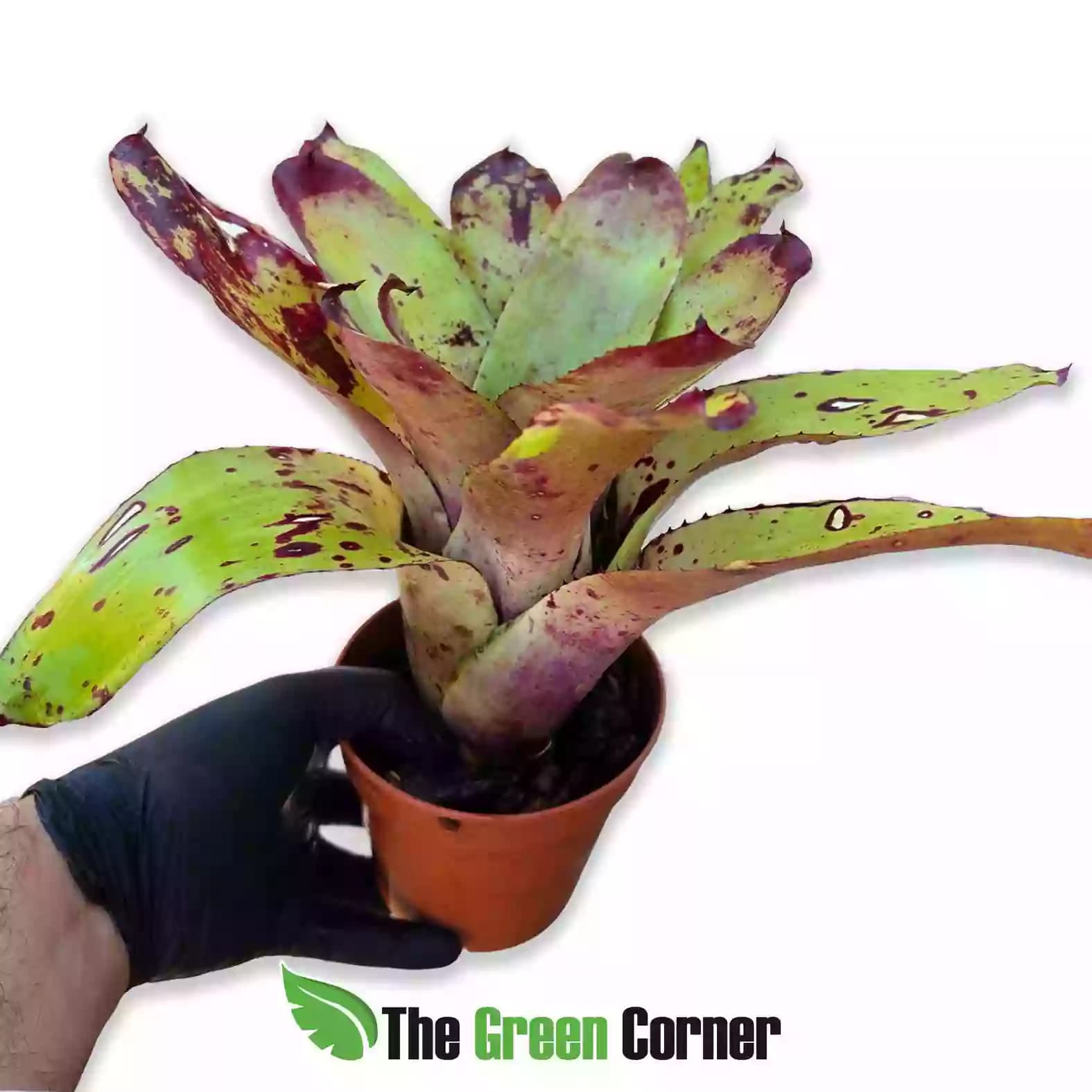 Neoregelia Chili con Carne
