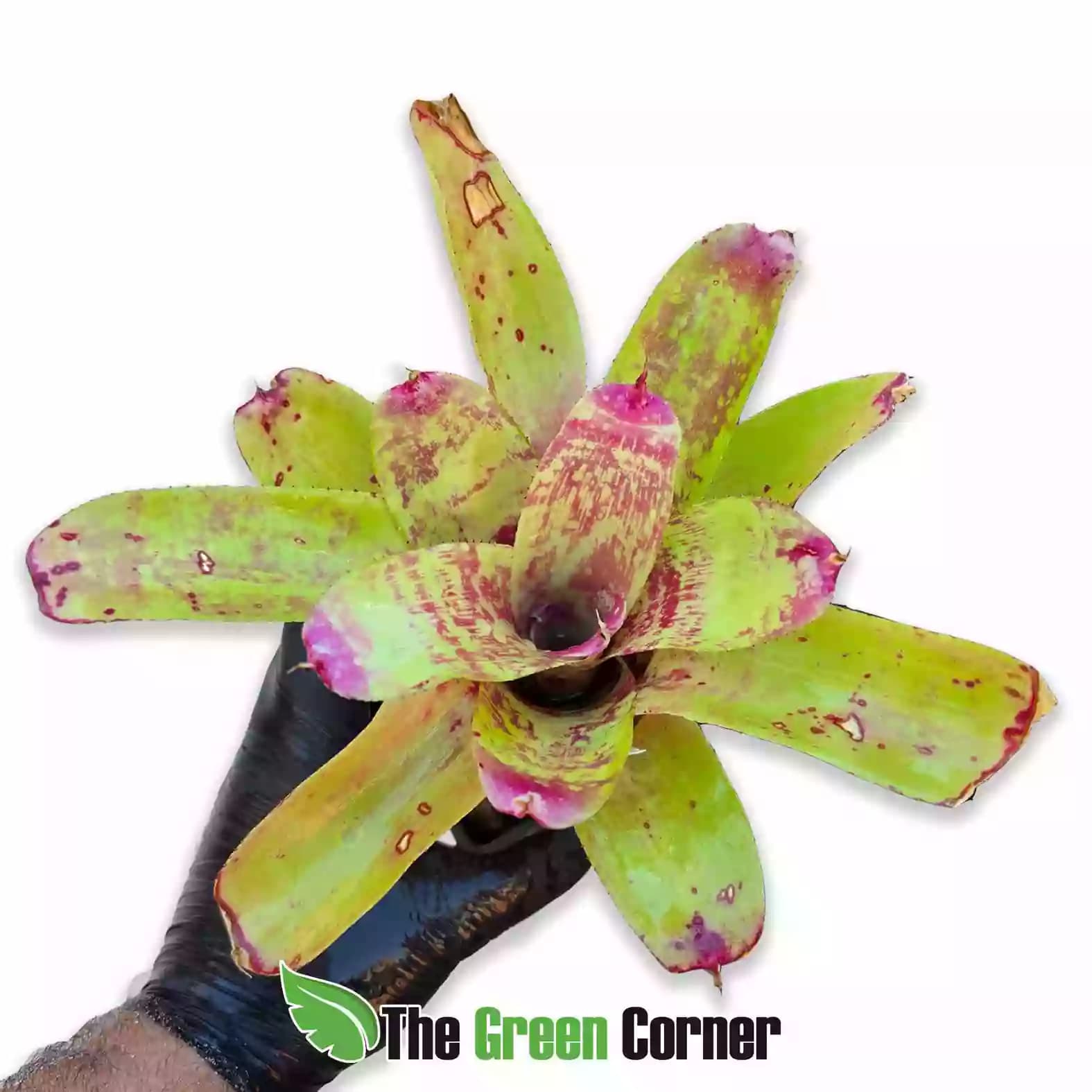 Neoregelia Old Love Letter