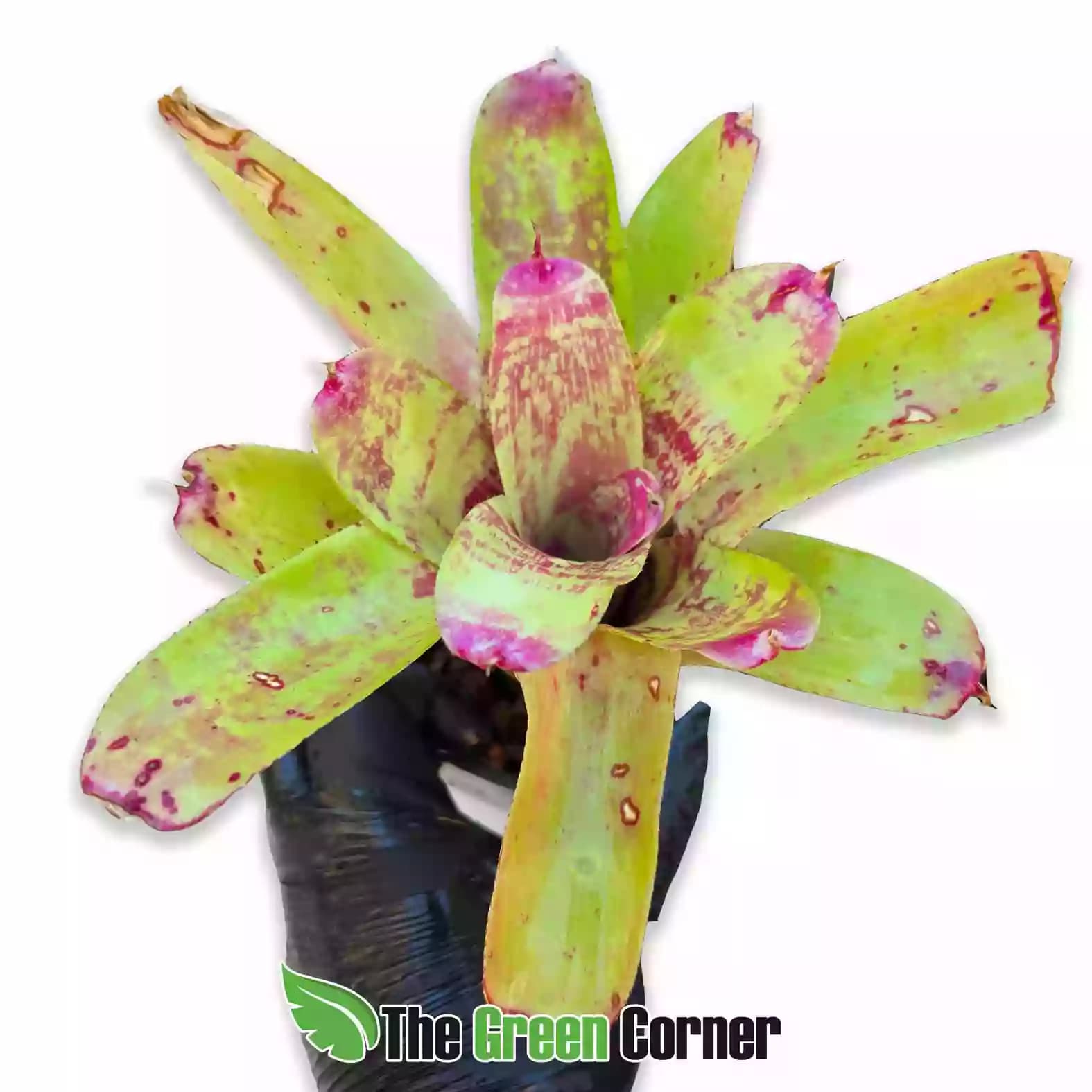 Neoregelia Old Love Letter