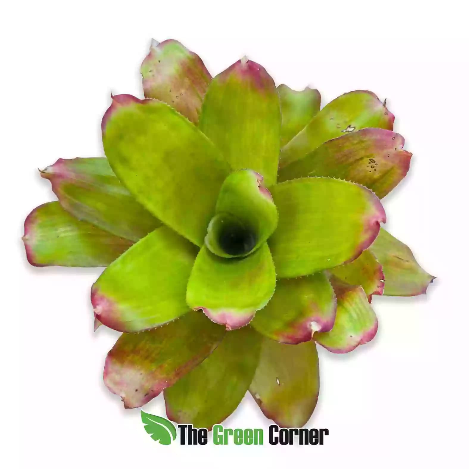 Neoregelia Green Apples general