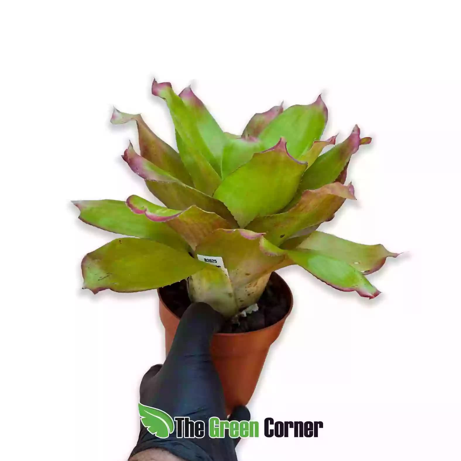 Neoregelia Green Apples lateal
