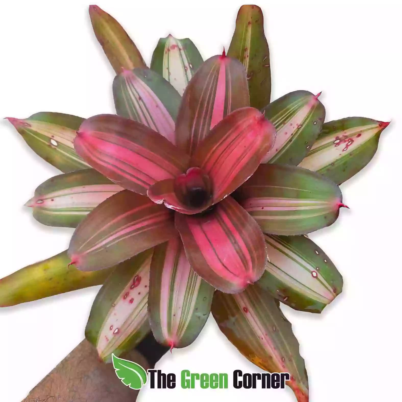 neoregelia imperfecta general