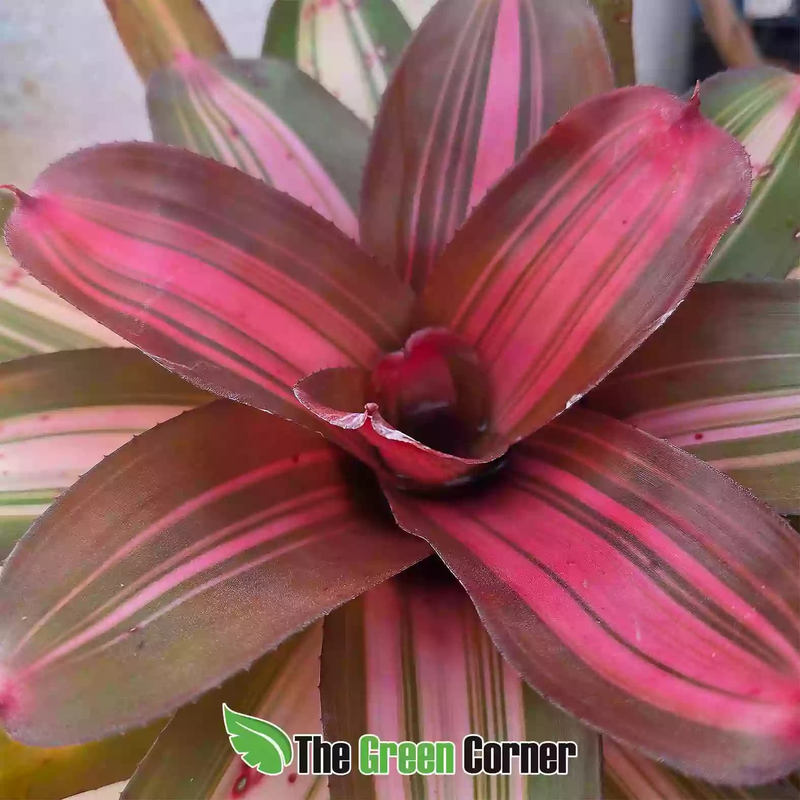 neoregelia imperfecta detalle