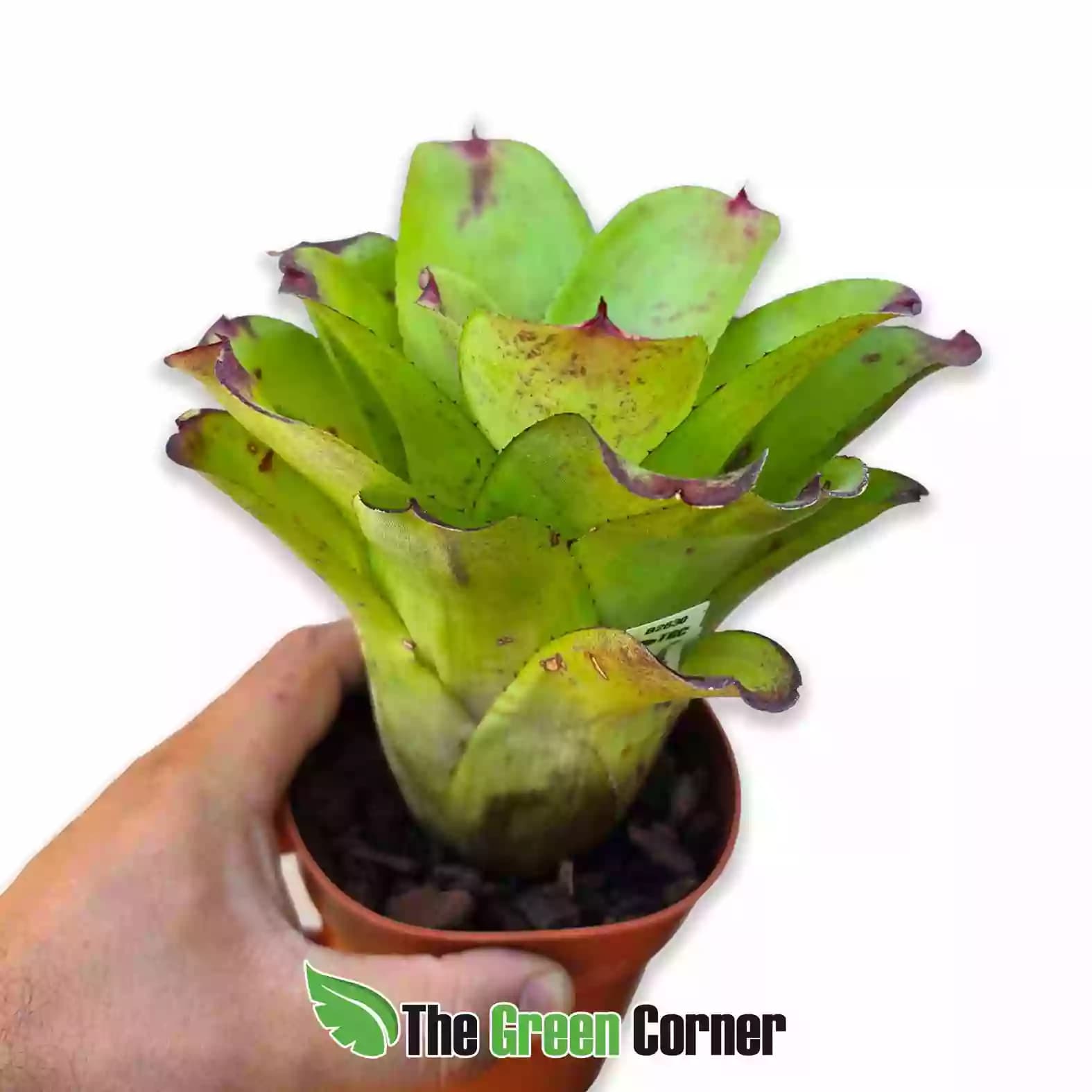 Neoregelia green rose lateral