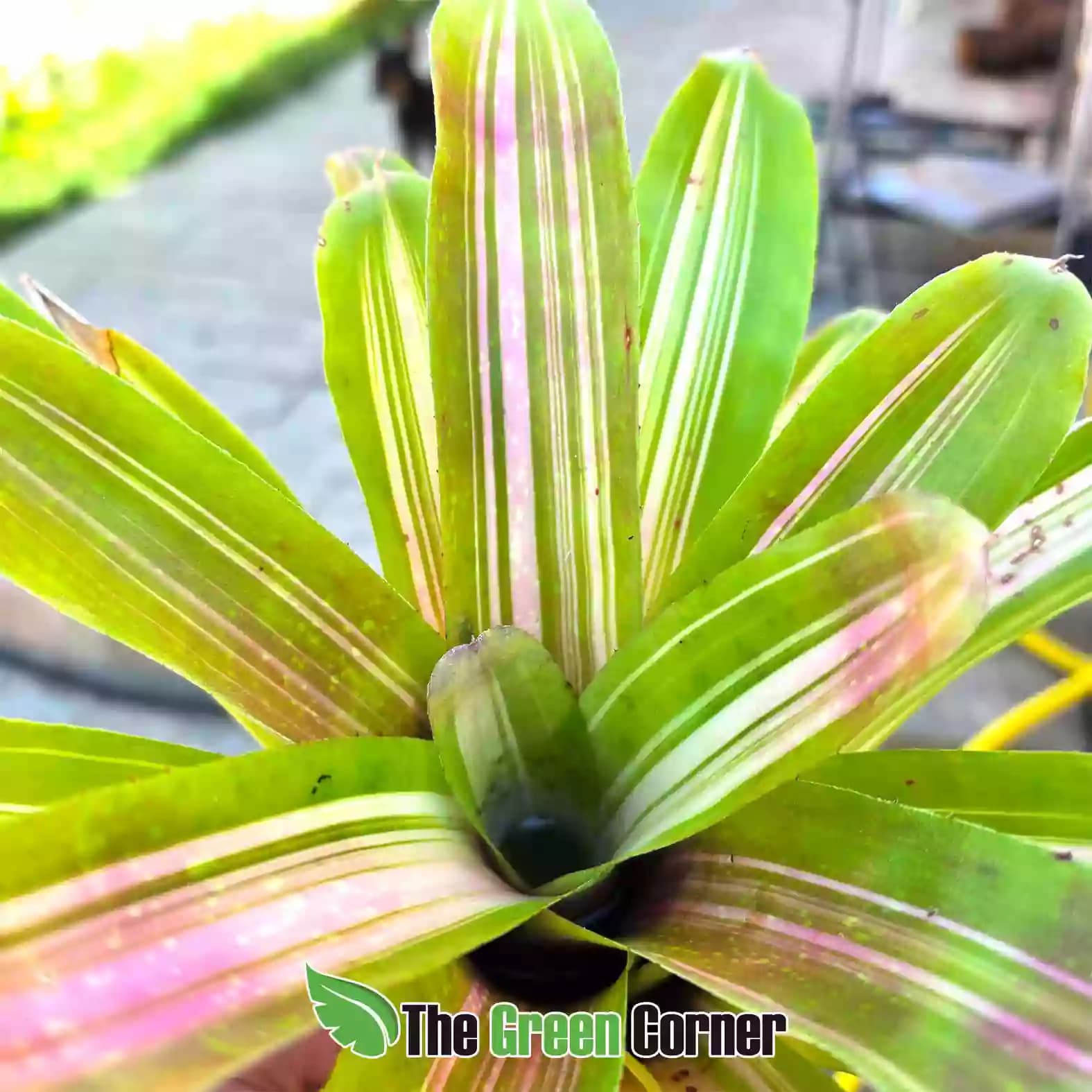neoregelia martin detalle