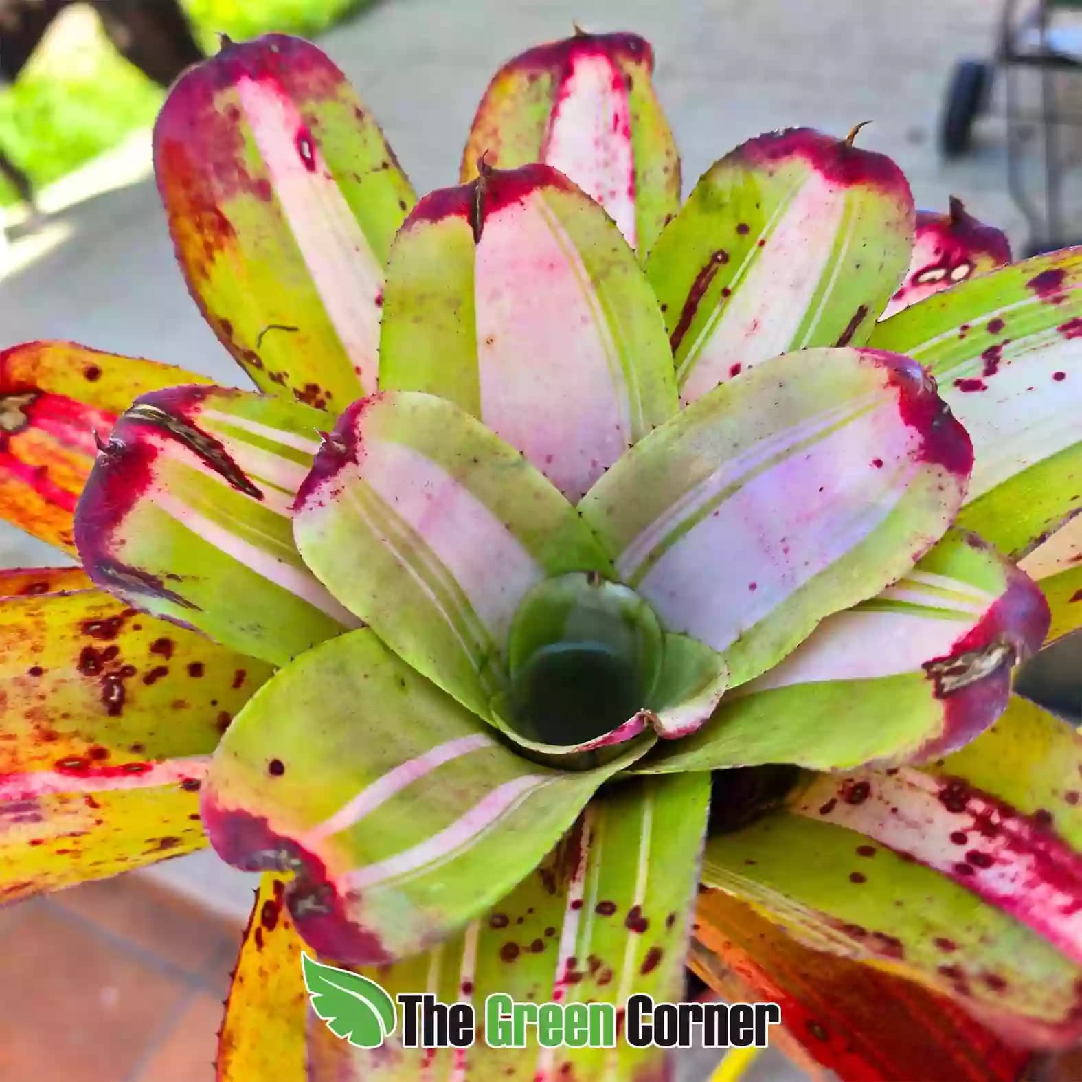 Neoregelia fairy francis detalle