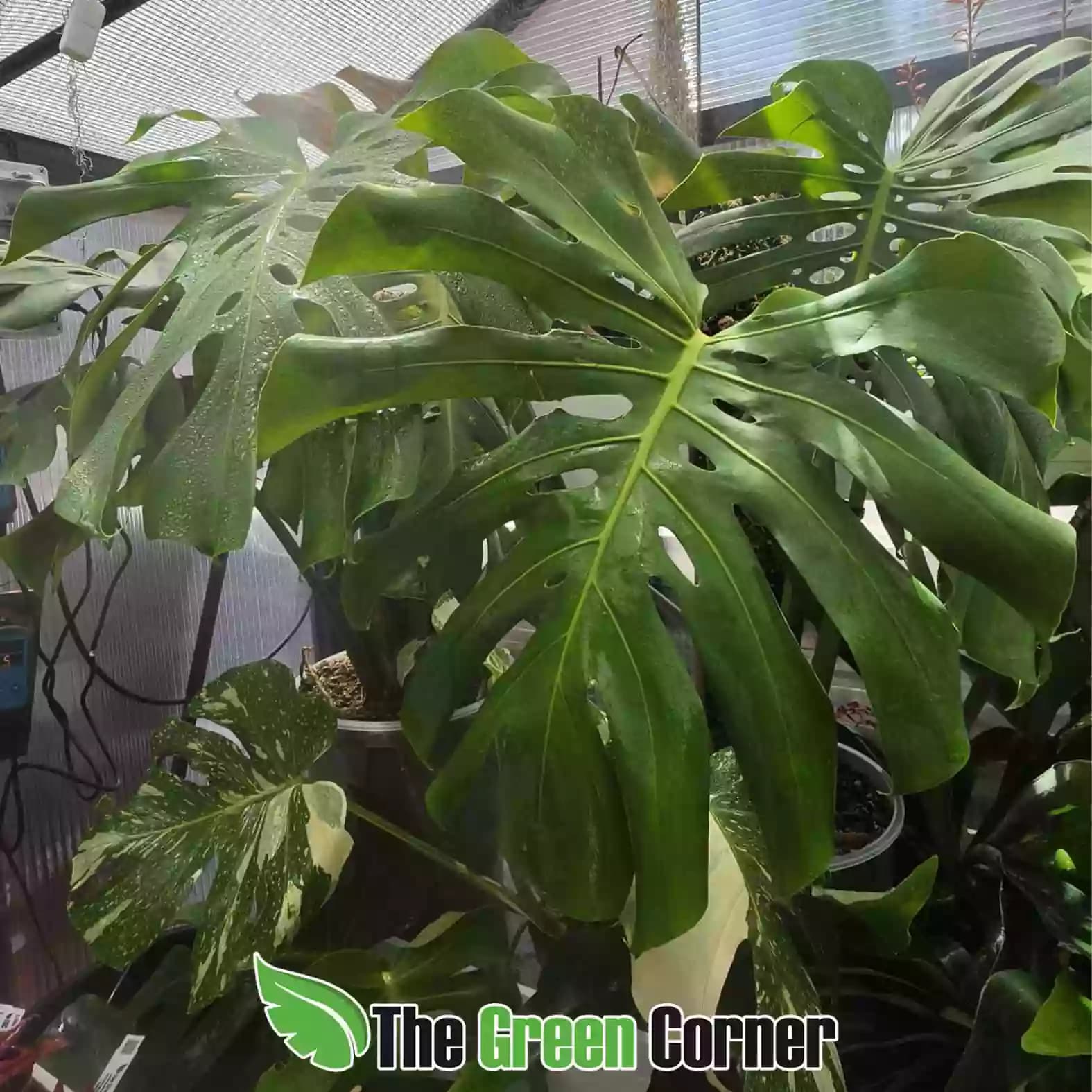 Monstera deliciosa