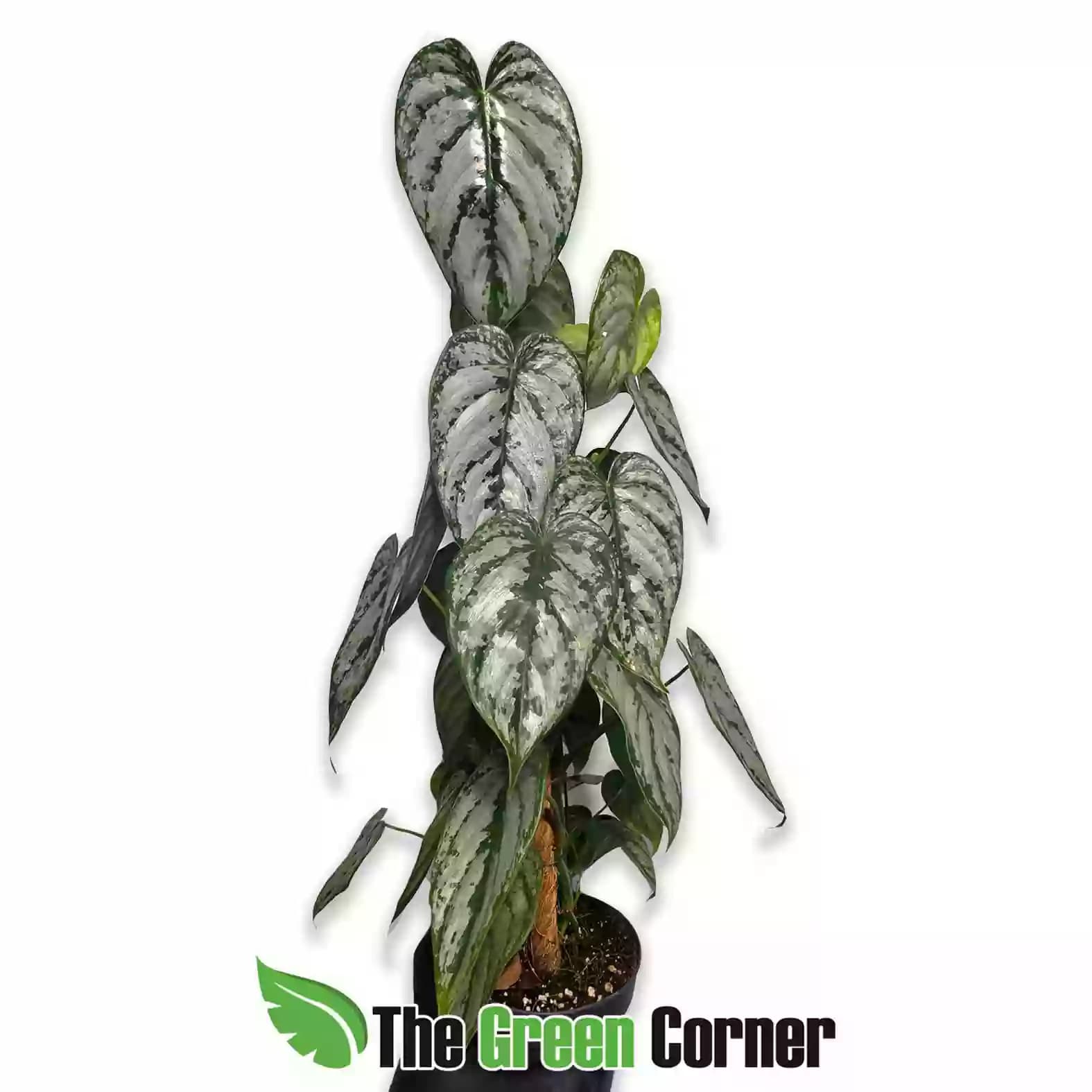 Philodendron branthianum general