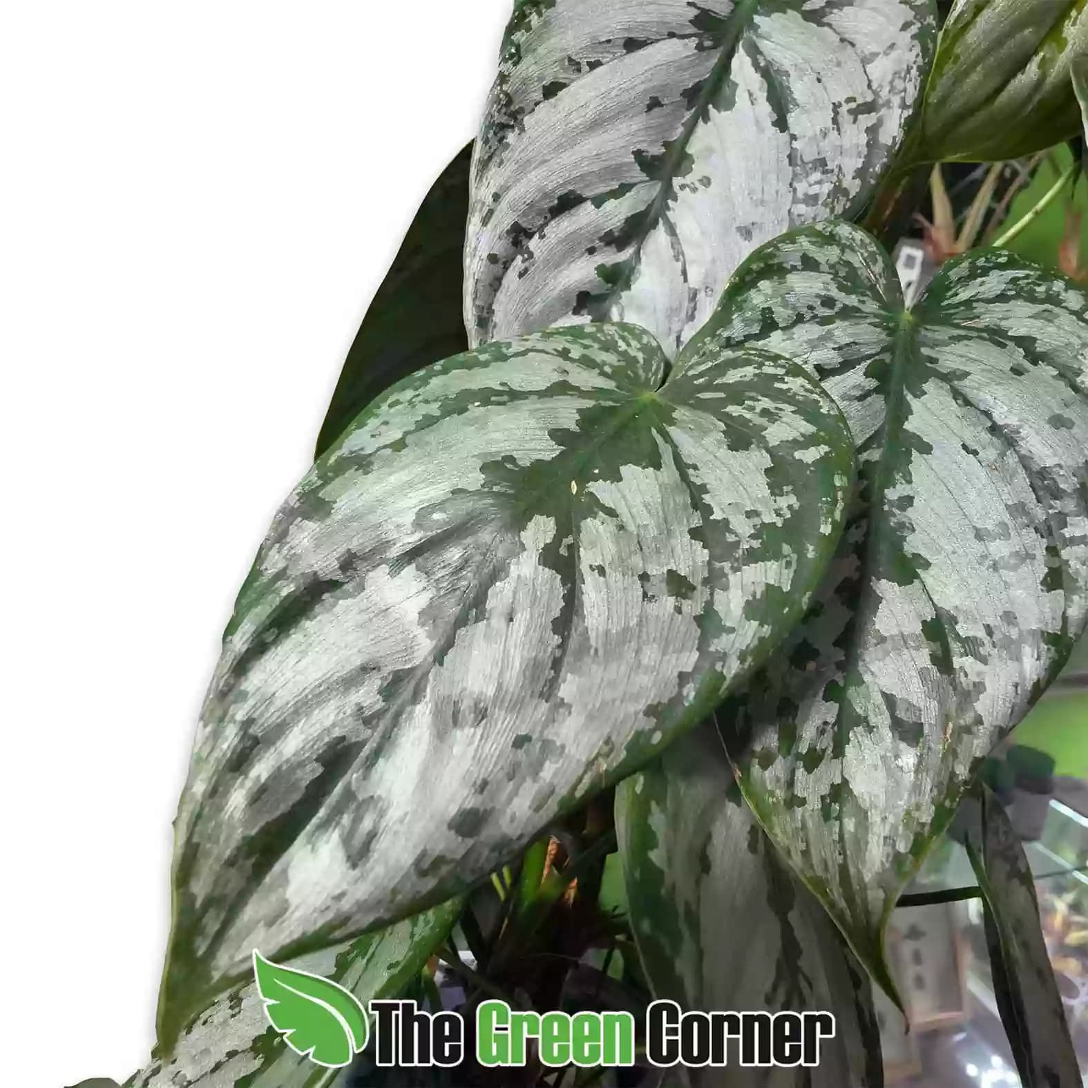Philodendron branthianum detalle