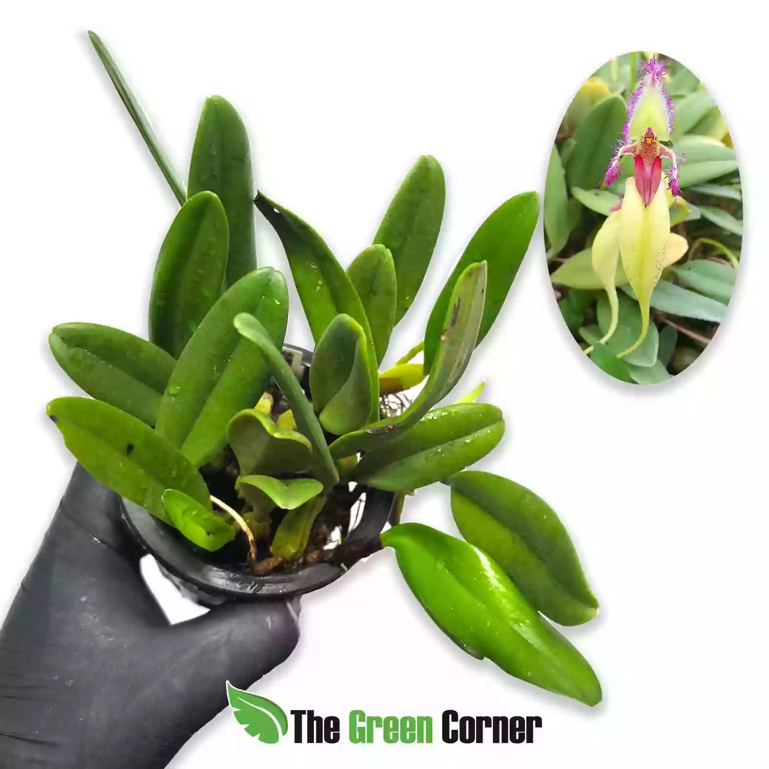 Bulbophyllum fascinator Semi Alba