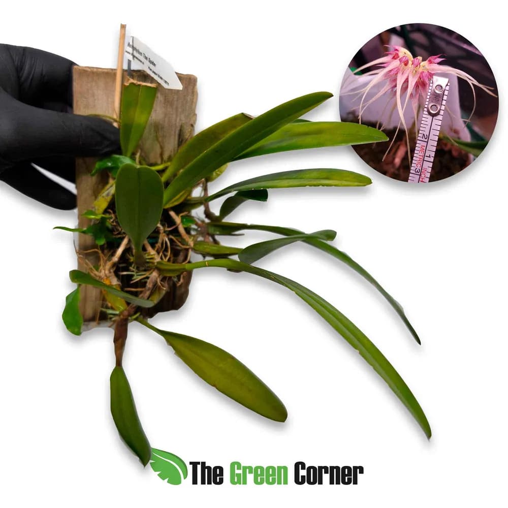Bulbophyllum Thai Spider