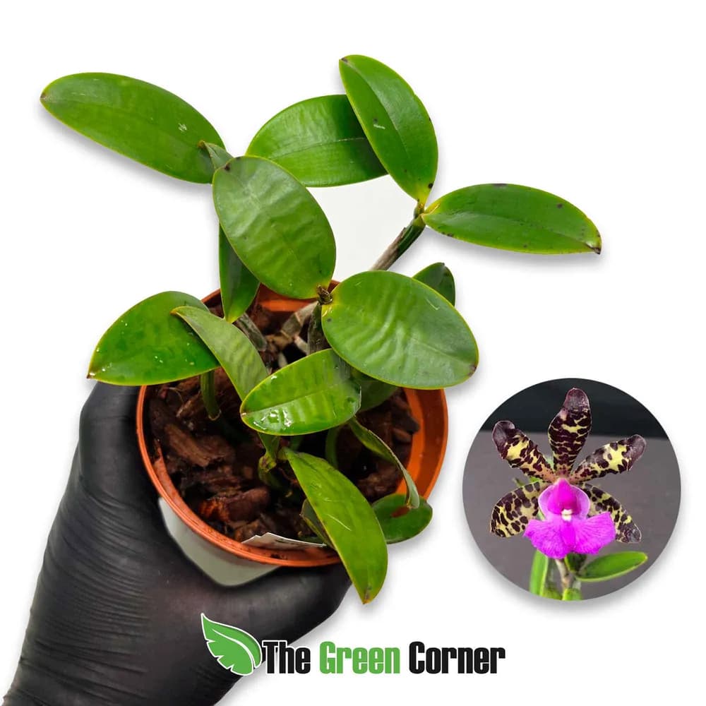 Cattleya aclandiae var. Tipo
