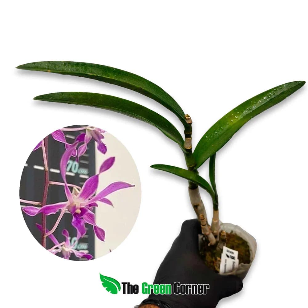 Dendrobium Panavee