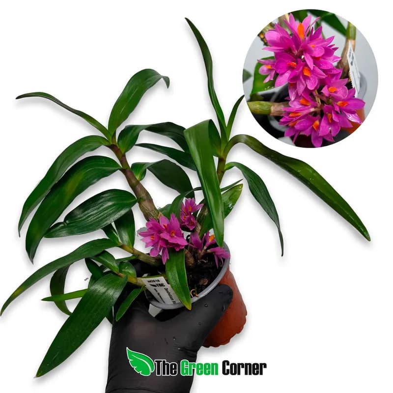 Dendrobium hibiki