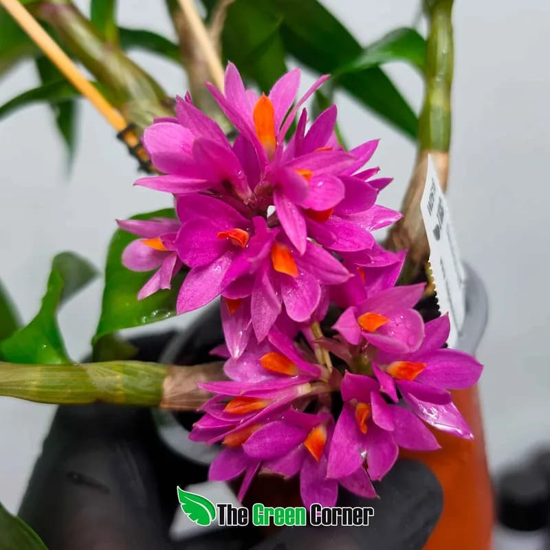 Dendrobium hibiki