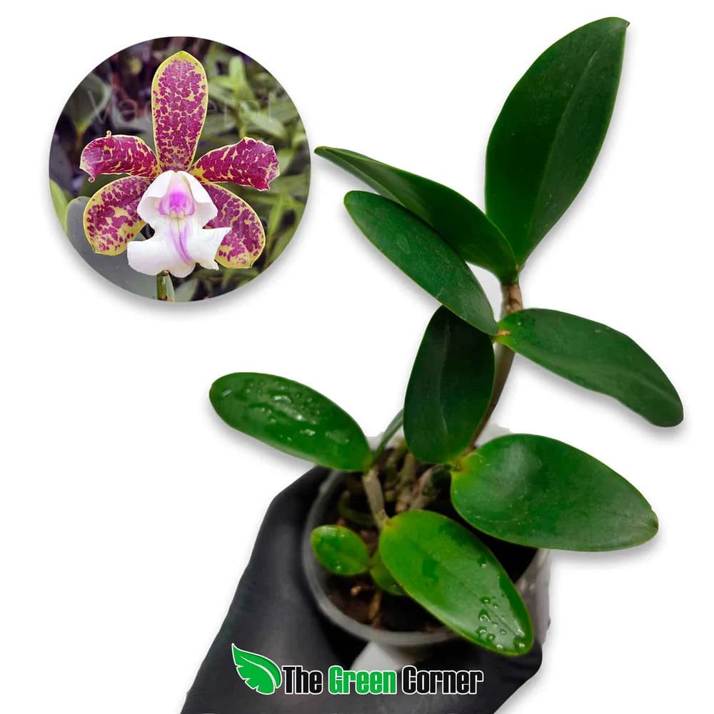 Cattleya Endless Summer x Thospol Spot
