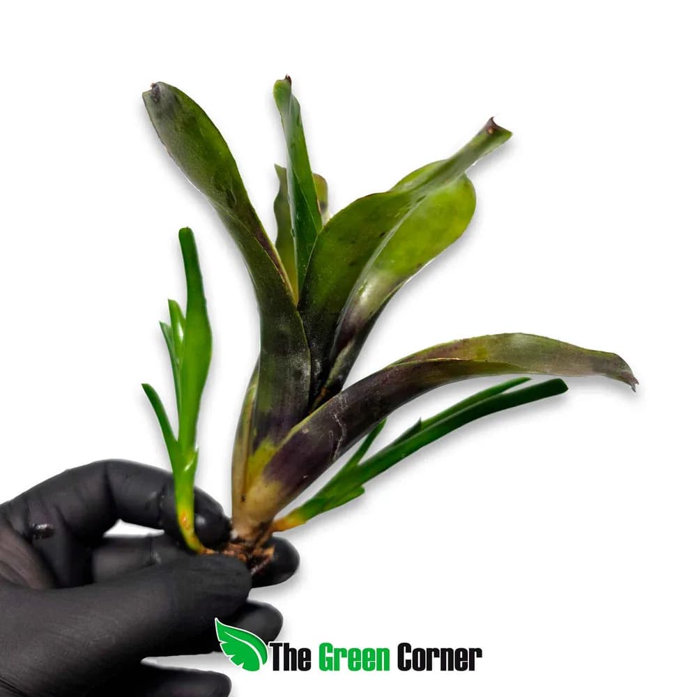 Neoregelia casiopea
