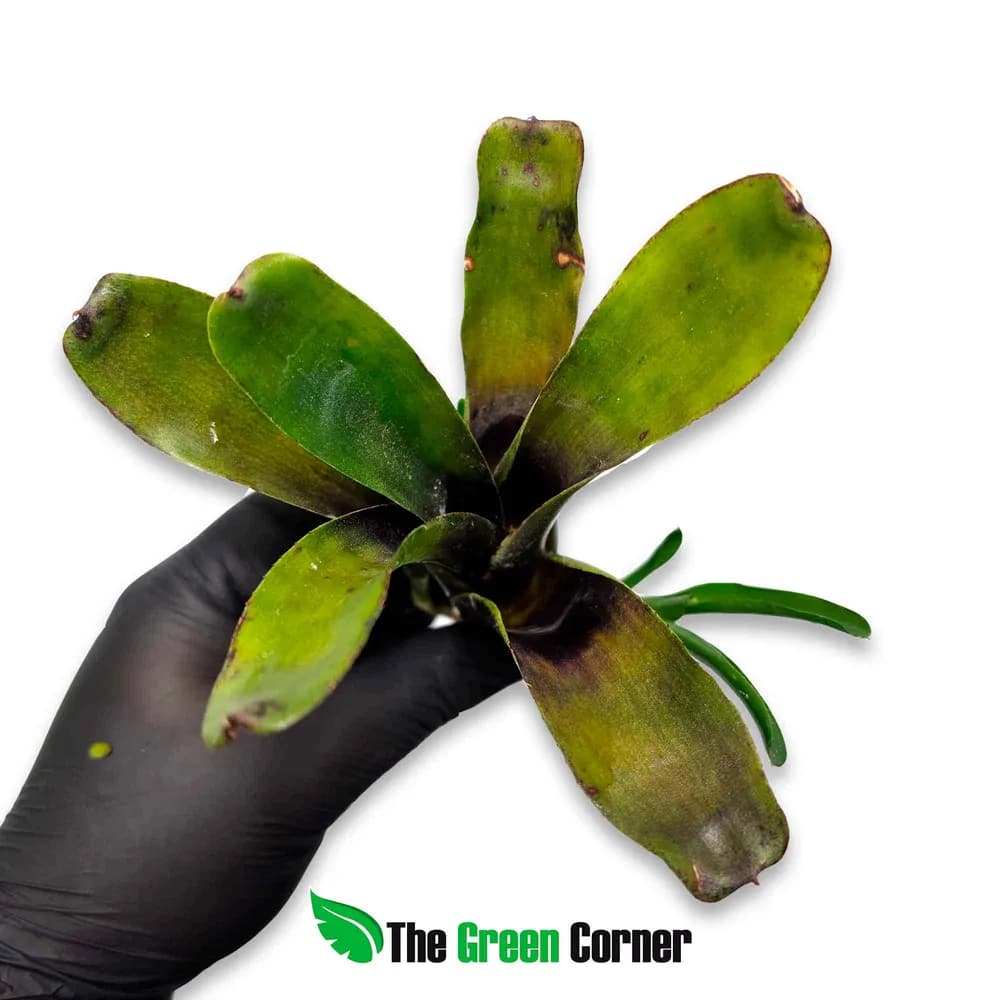 Neoregelia casiopea