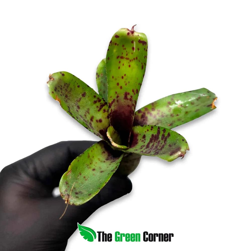 Neoregelia Night Spot