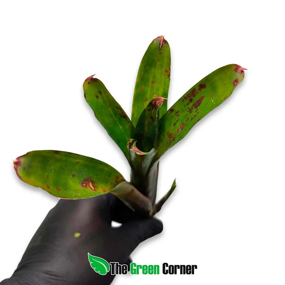 Neoregelia gavinoensis