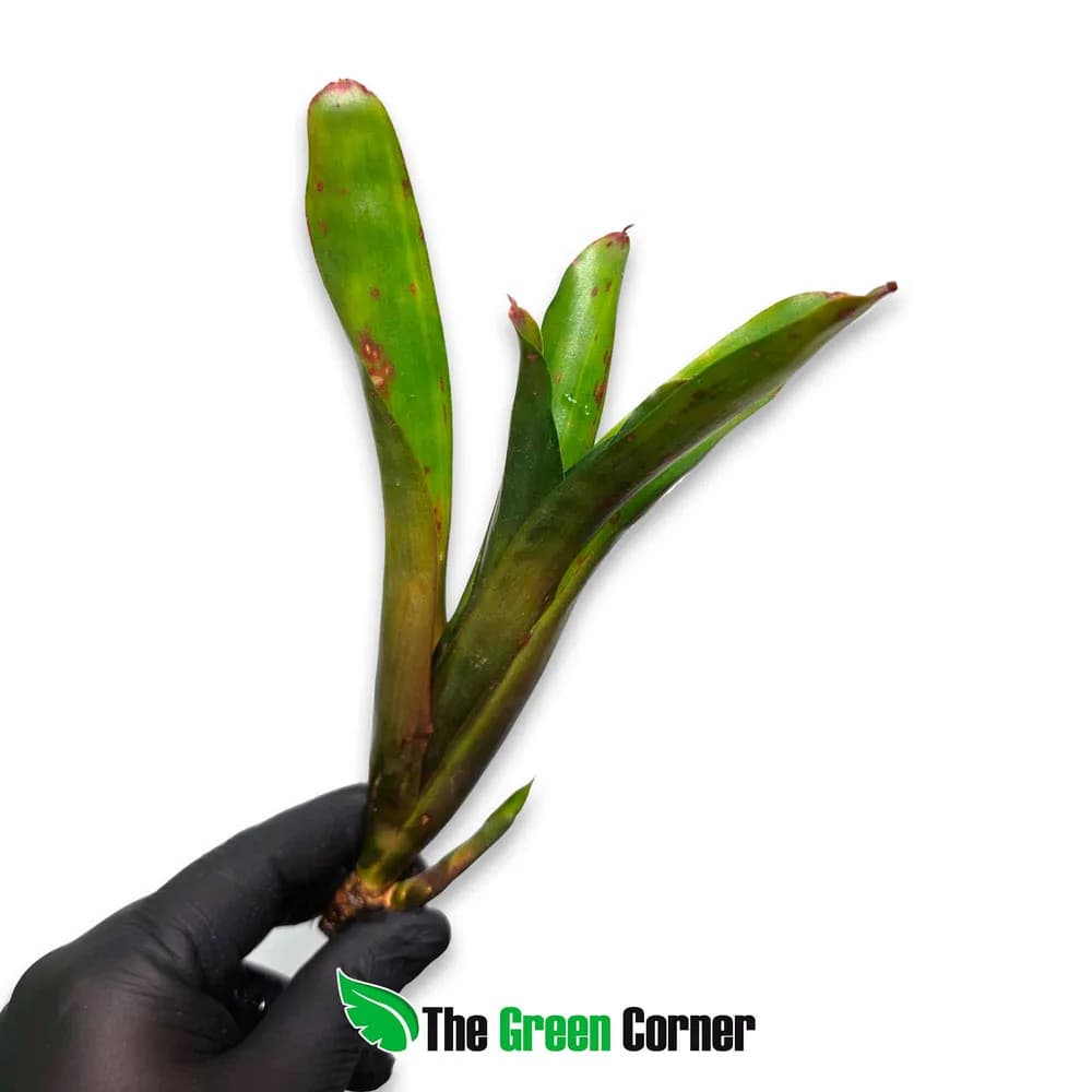 Neoregelia gavinoensis
