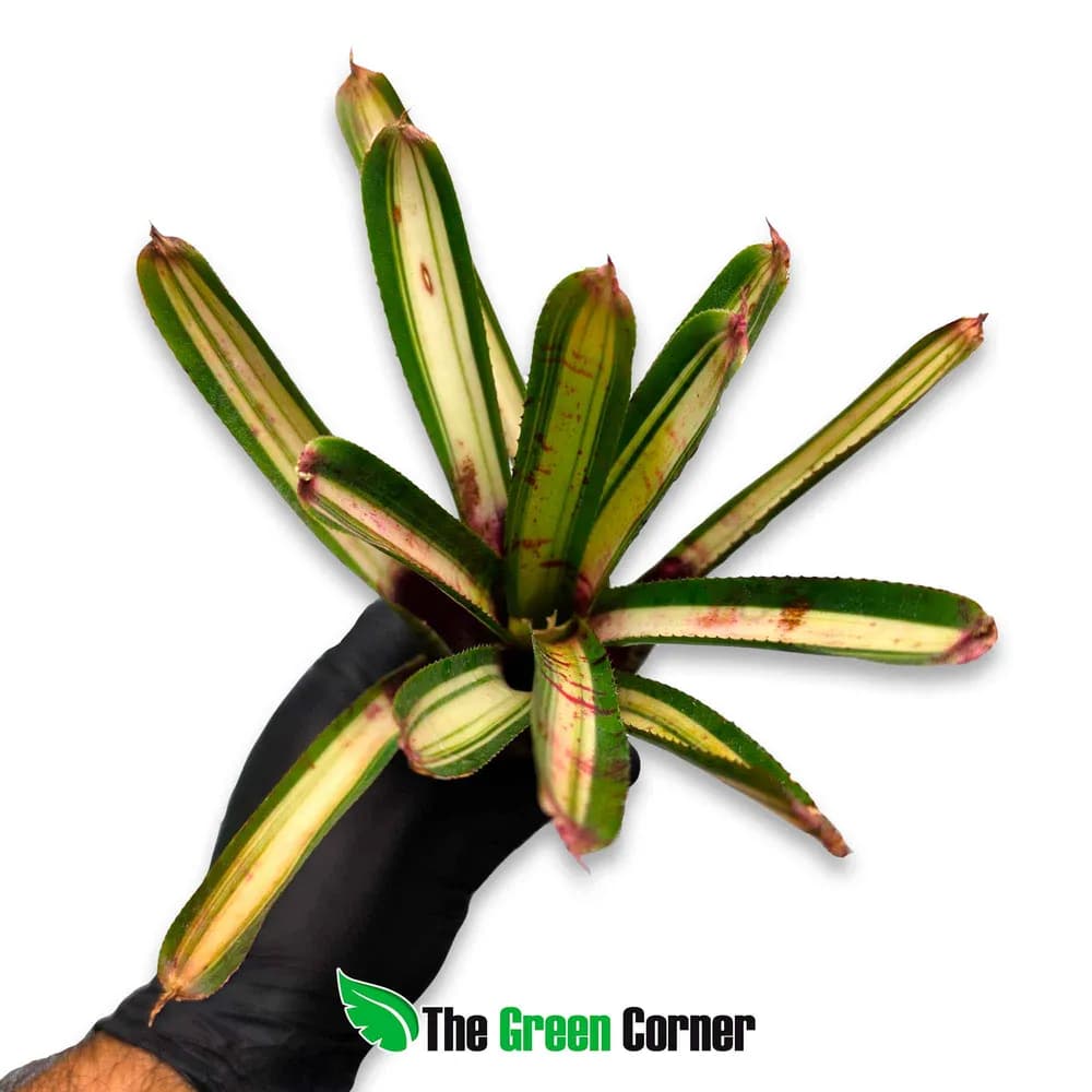 Neoregelia Outer Limits