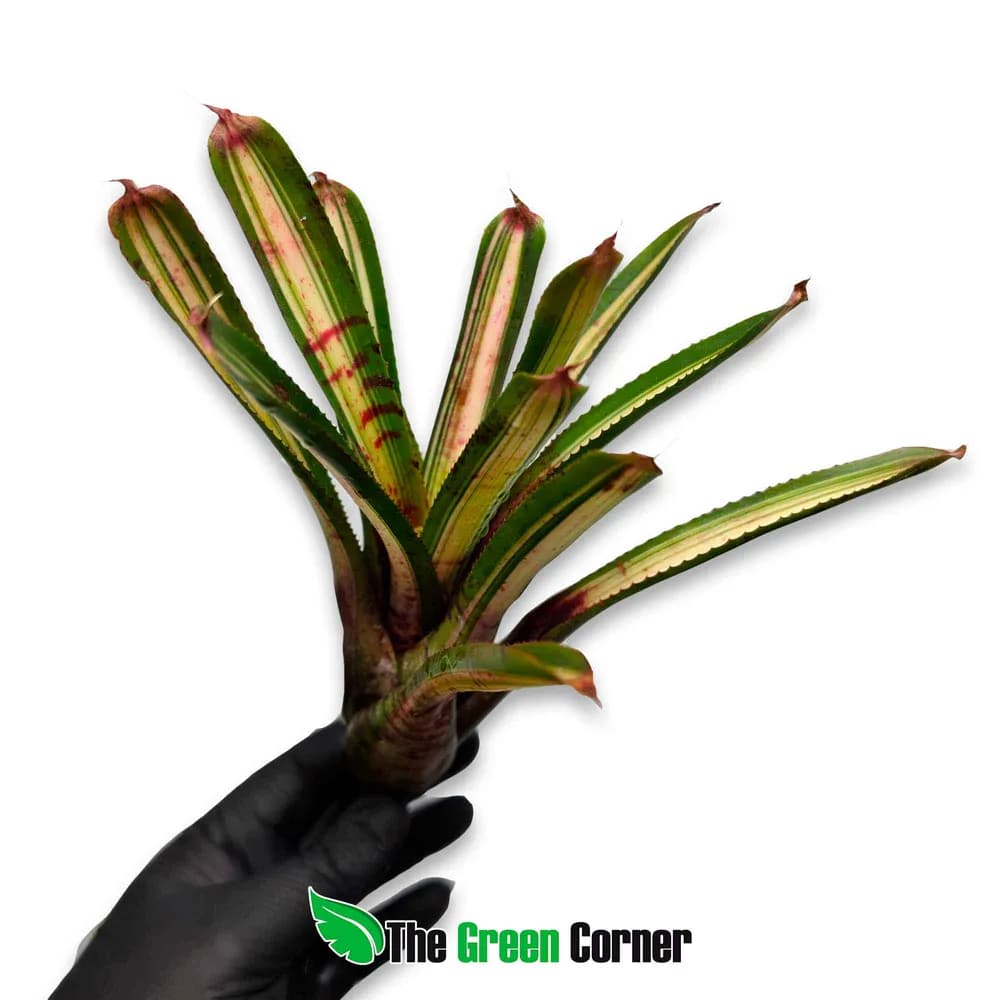 Neoregelia Outer Limits