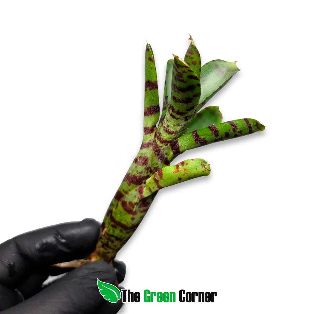 Neoregelia ampullacea tigrina