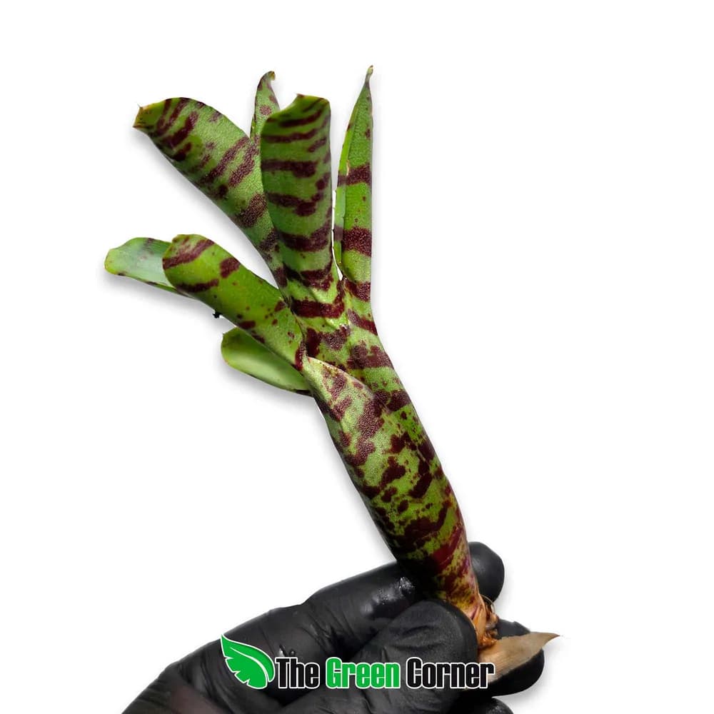 Neoregelia ampullacea tigrina