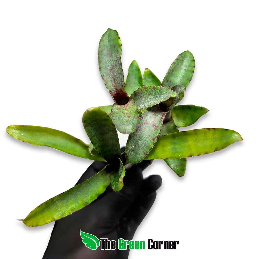 Neoregelia Akeso