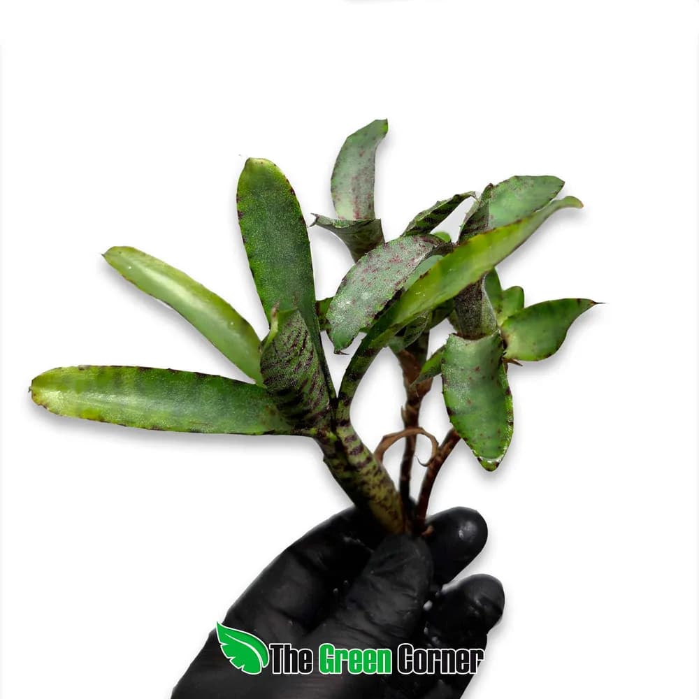 Neoregelia Akeso