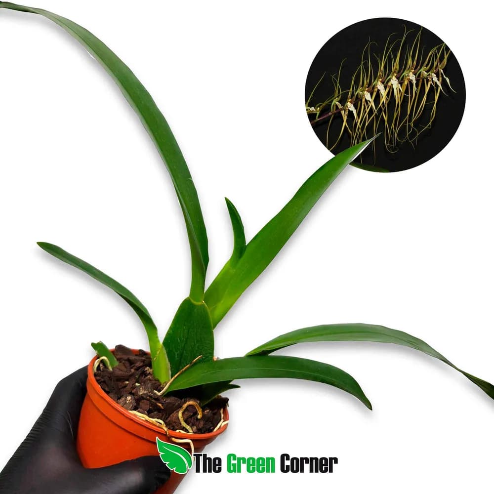 Brassia arcuigera