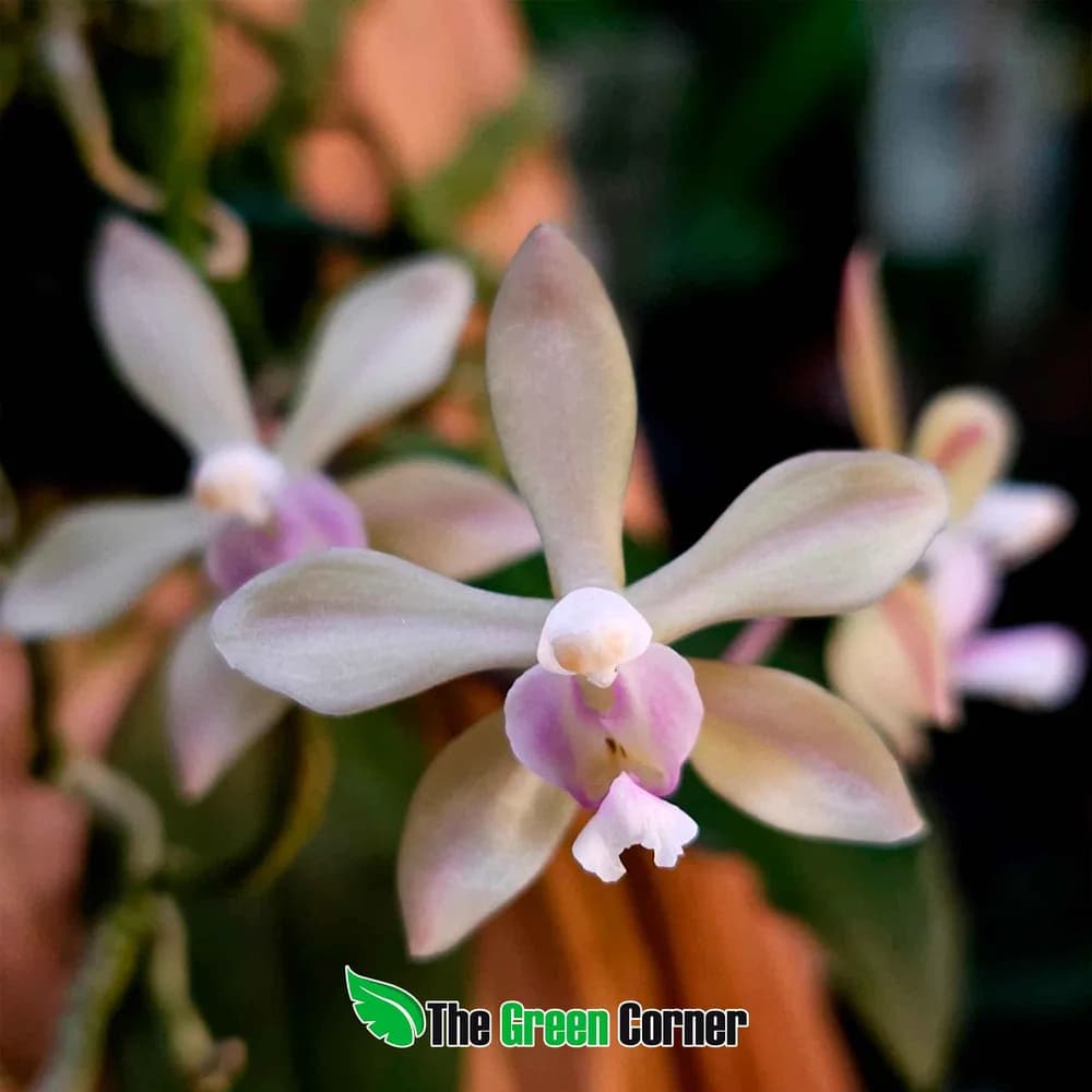 Phalaenopsis aff. wilsonii White