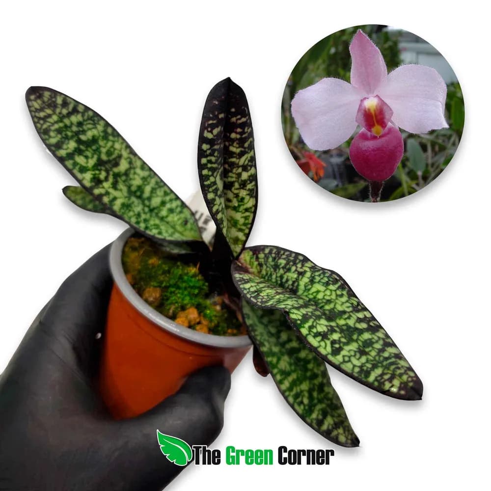 Paphiopedilum delenatii f. vinicolor