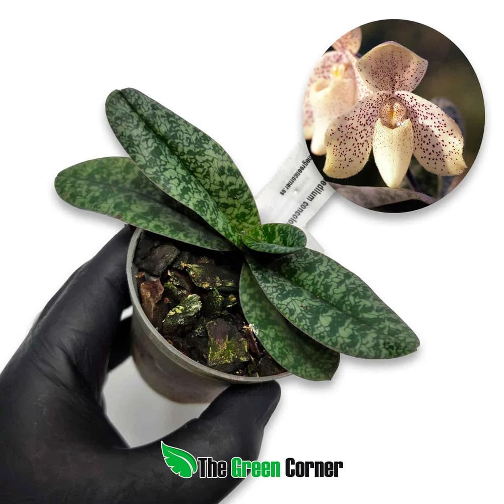 Paphiopedilum concolor