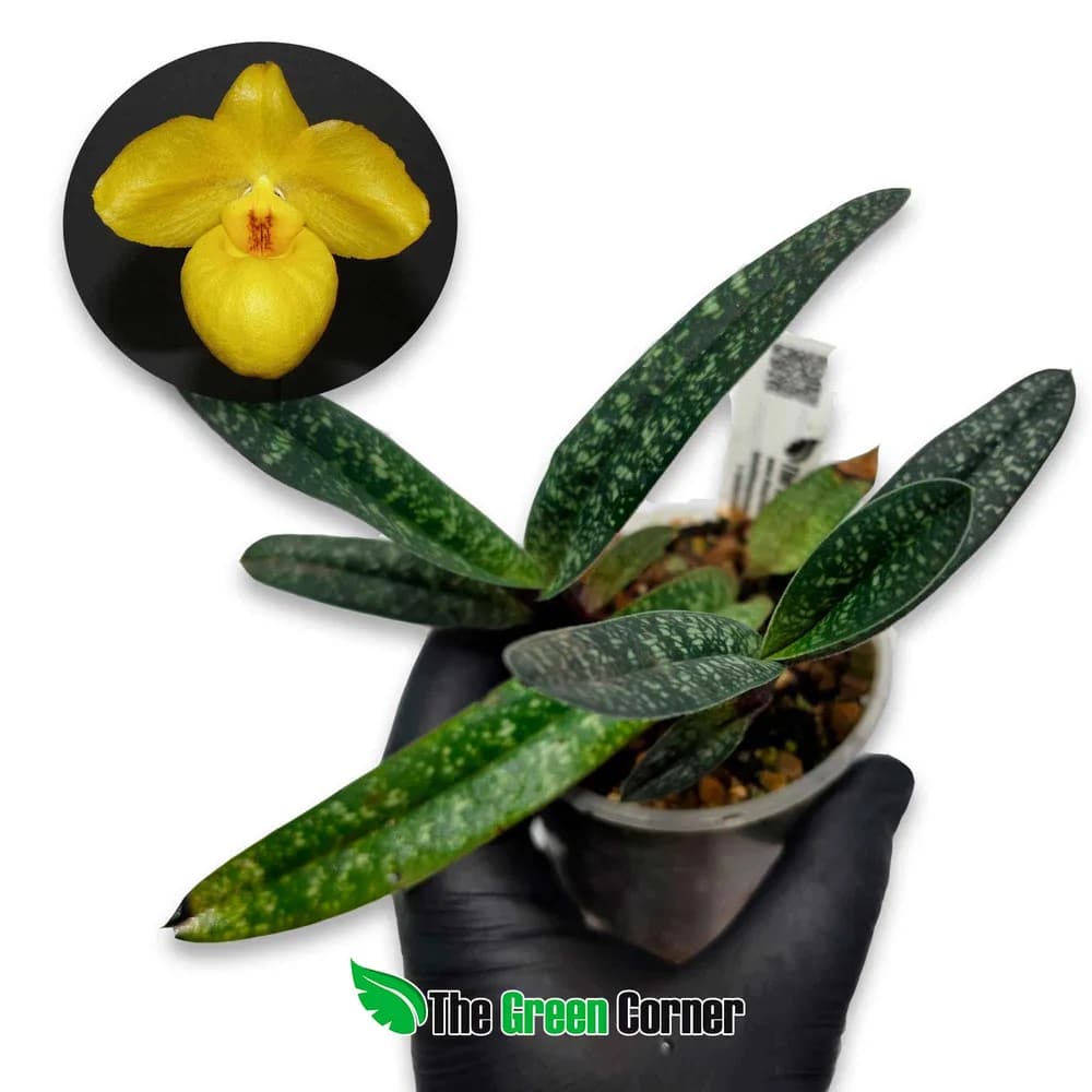 Paphiopedilum armeniacum